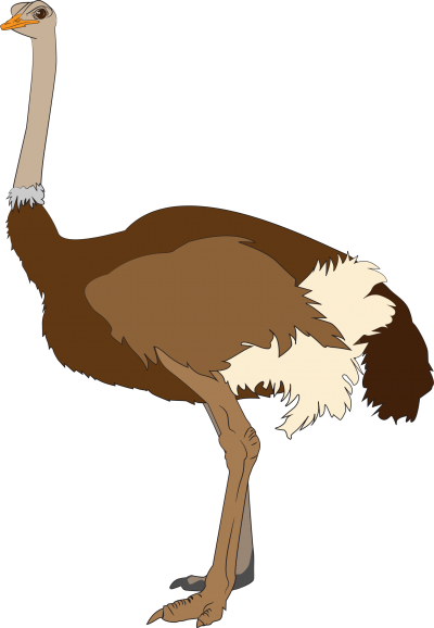 Ostrich PNG Best Image pngteam.com