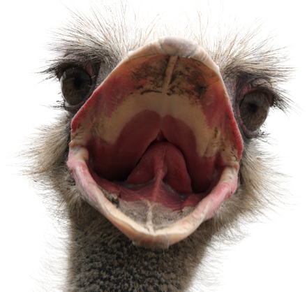 Ostrich PNG Image in High Definition pngteam.com