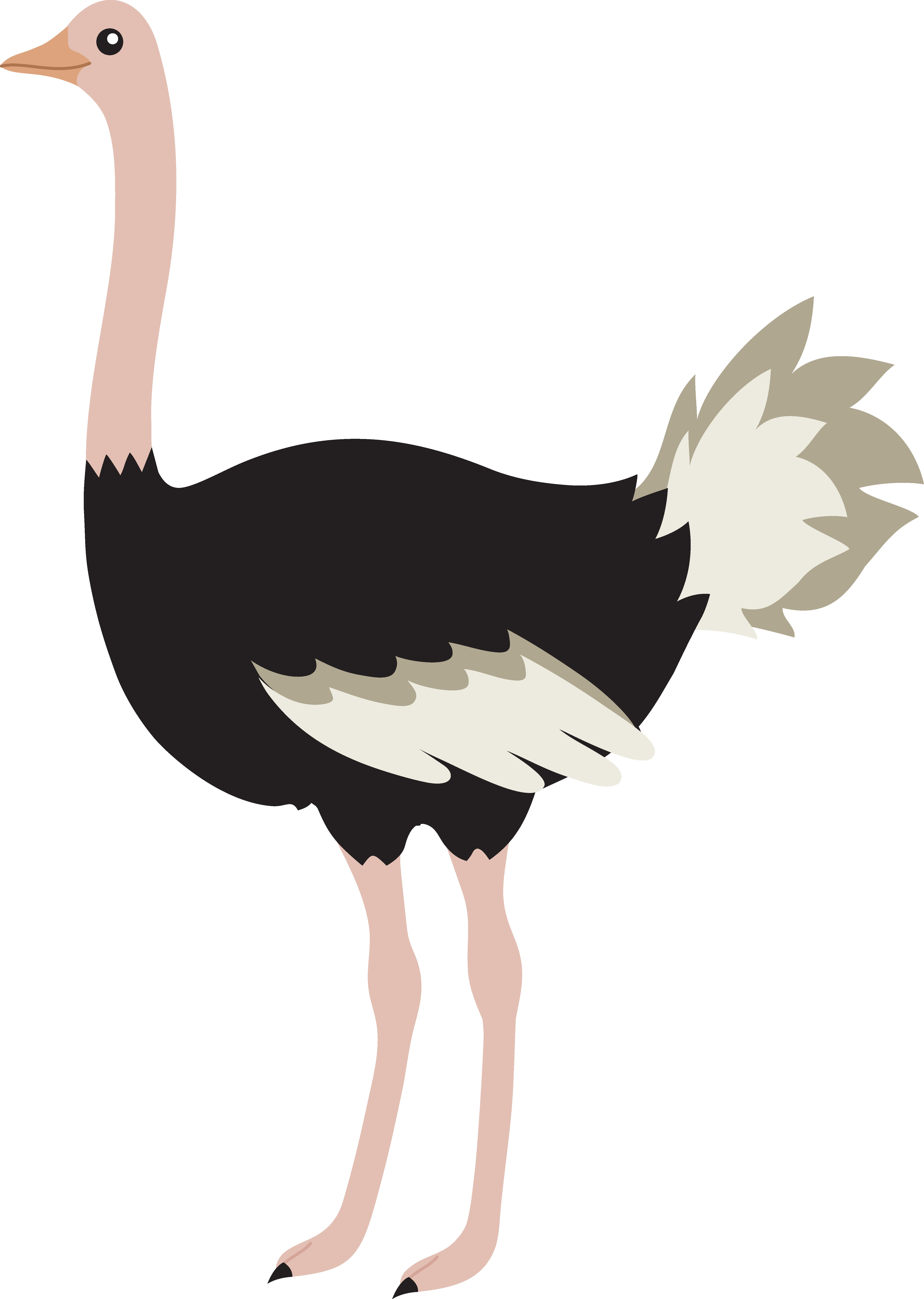 Ostrich PNG HQ pngteam.com