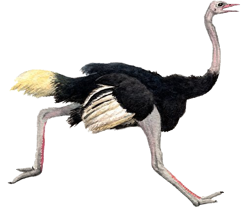 Ostrich PNG High Definition Photo Image pngteam.com