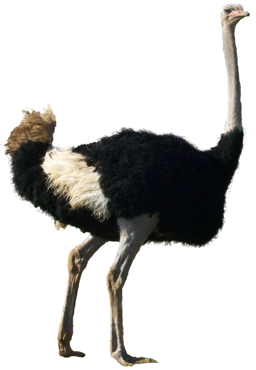 Ostrich PNG Transparent pngteam.com