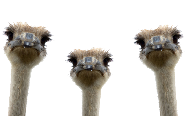 Ostrich PNG Photo pngteam.com