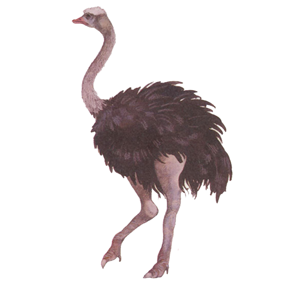 Ostrich PNG HD and Transparent pngteam.com