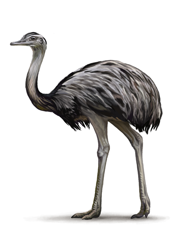Ostrich PNG Best Image pngteam.com