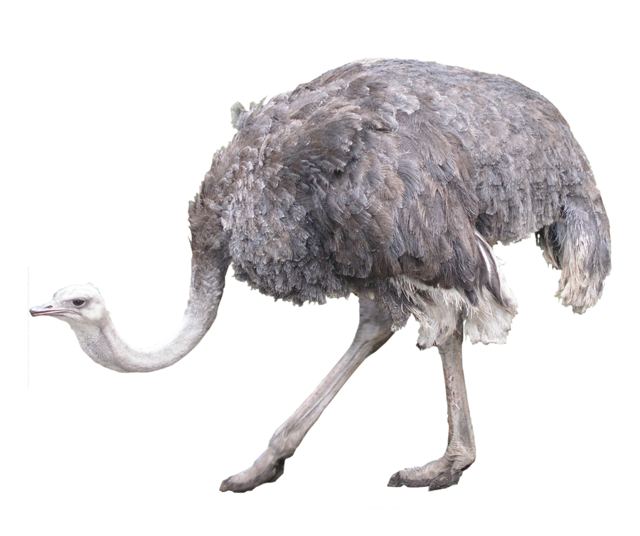 Ostrich PNG High Definition Photo Image pngteam.com