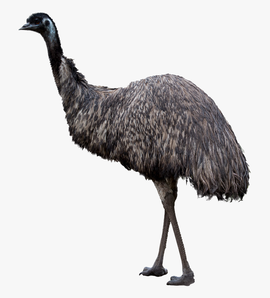 Ostrich PNG High Definition Photo Image pngteam.com