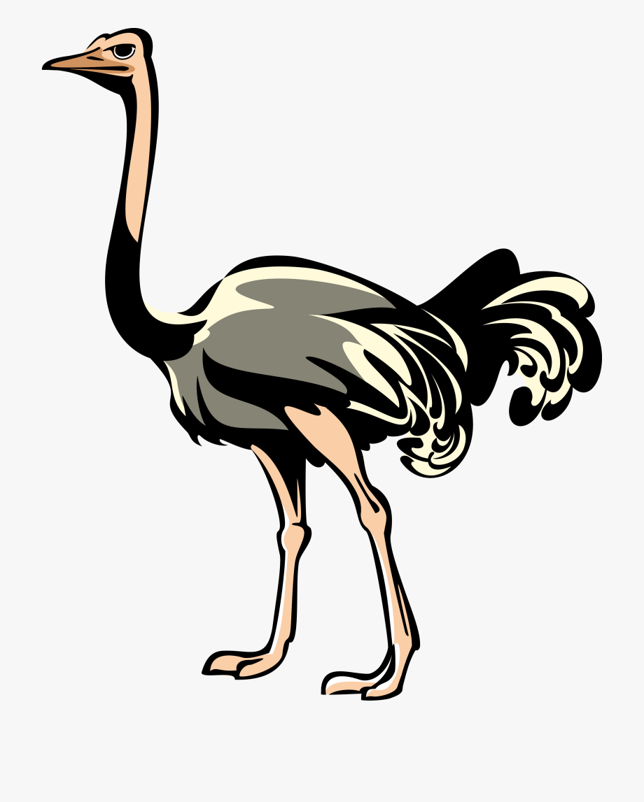 Ostrich PNG Images pngteam.com