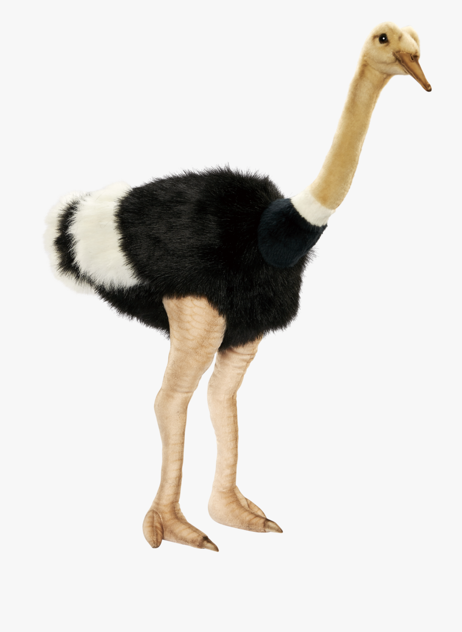 Ostrich PNG Transparent pngteam.com