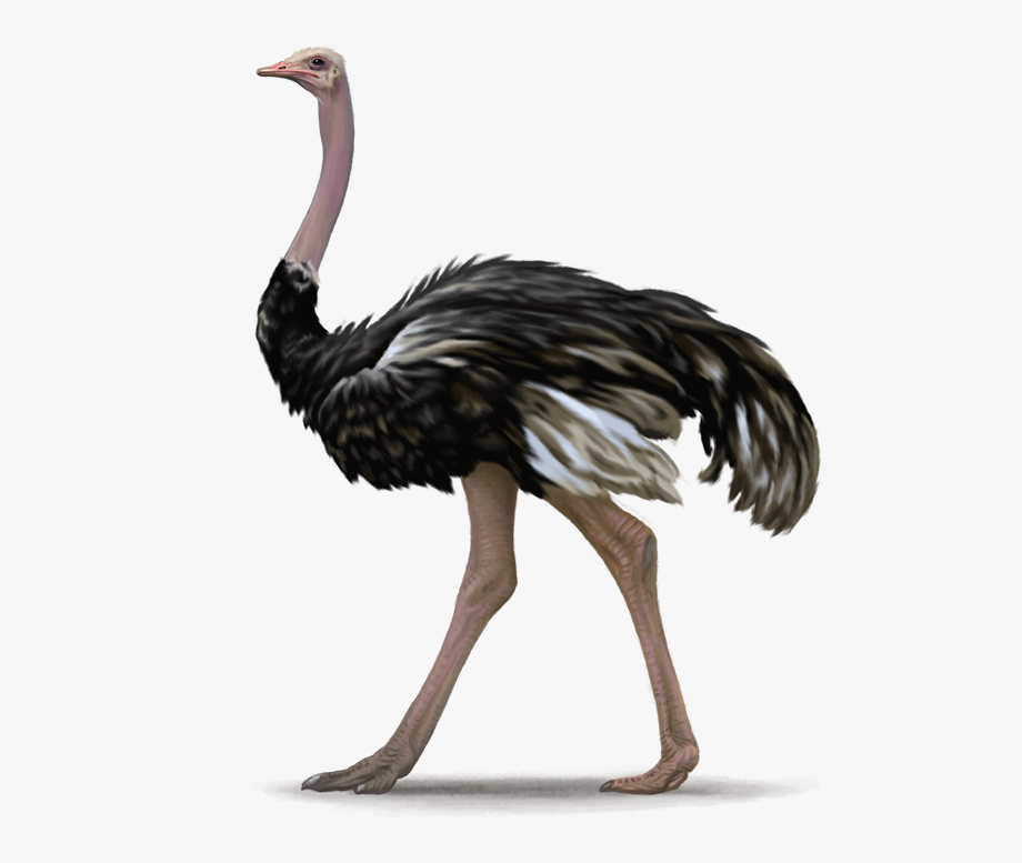 Ostrich PNG Transparent pngteam.com