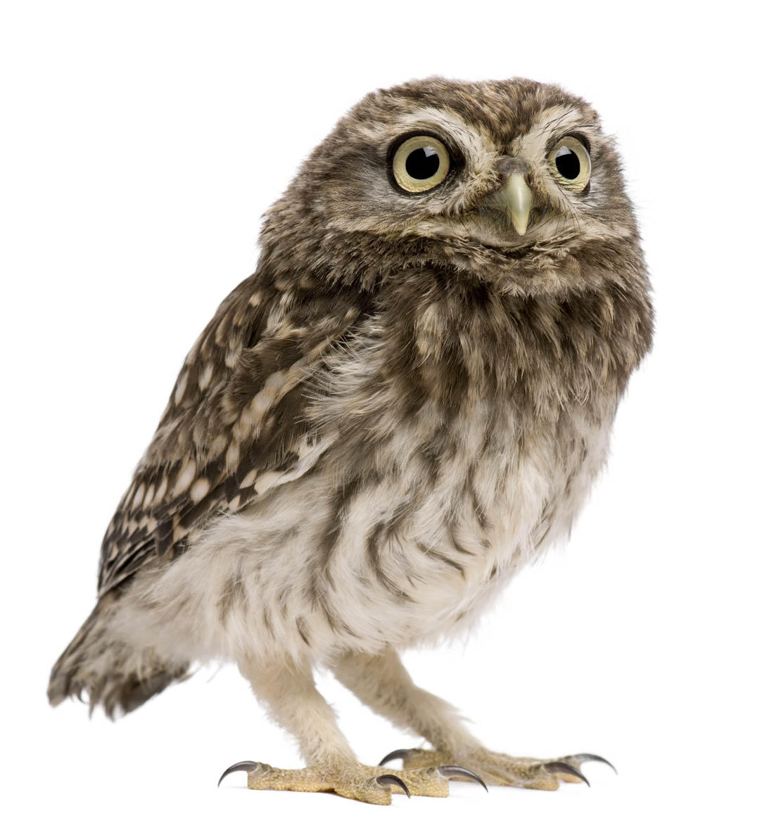 Owl PNG Best Image pngteam.com