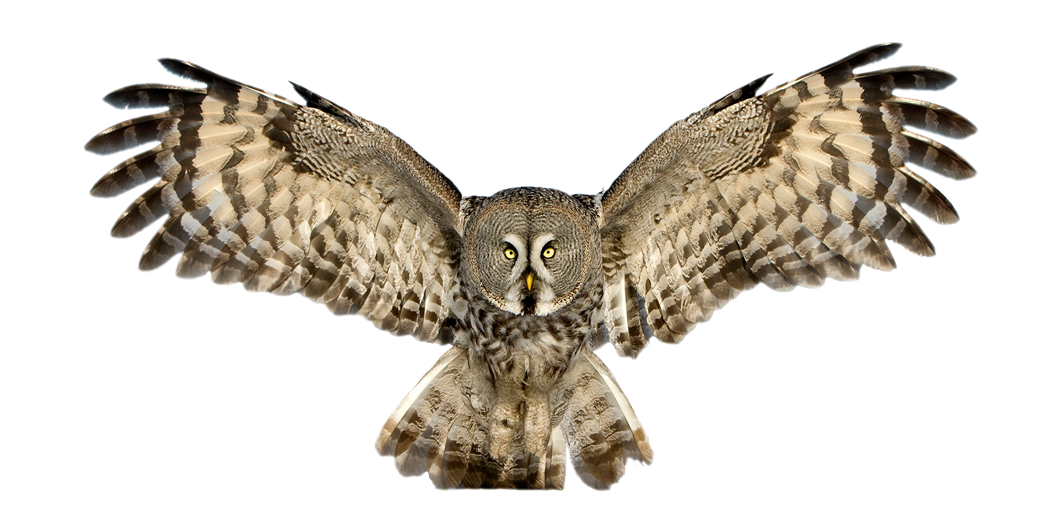 Owl PNG HD and Transparent - Owl Png