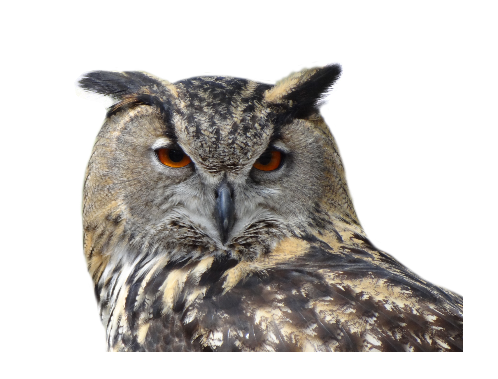 Owl PNG HD pngteam.com