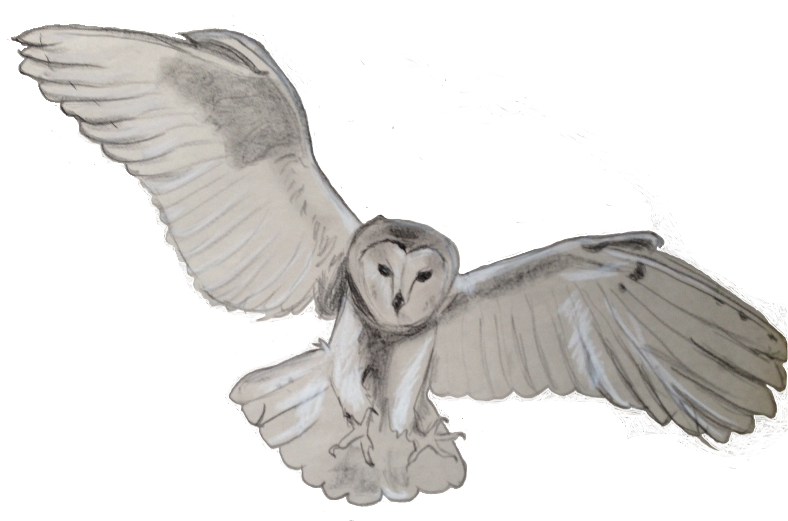 Owl PNG HD Images - Owl Png