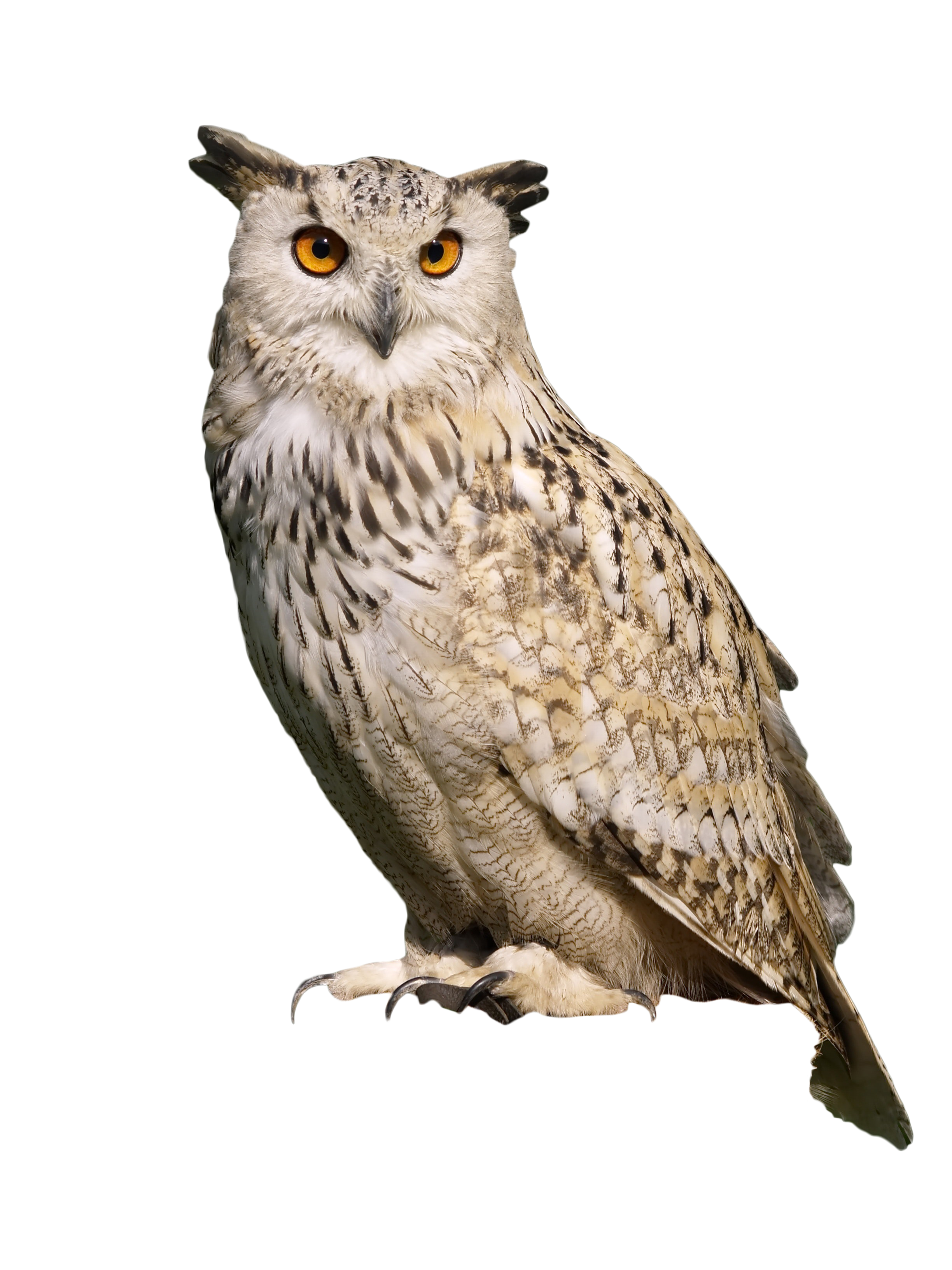 Owl PNG Photo - Owl Png