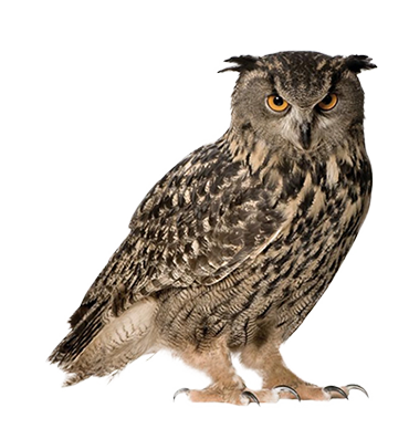 Owl PNG Image in High Definition - Owl Png