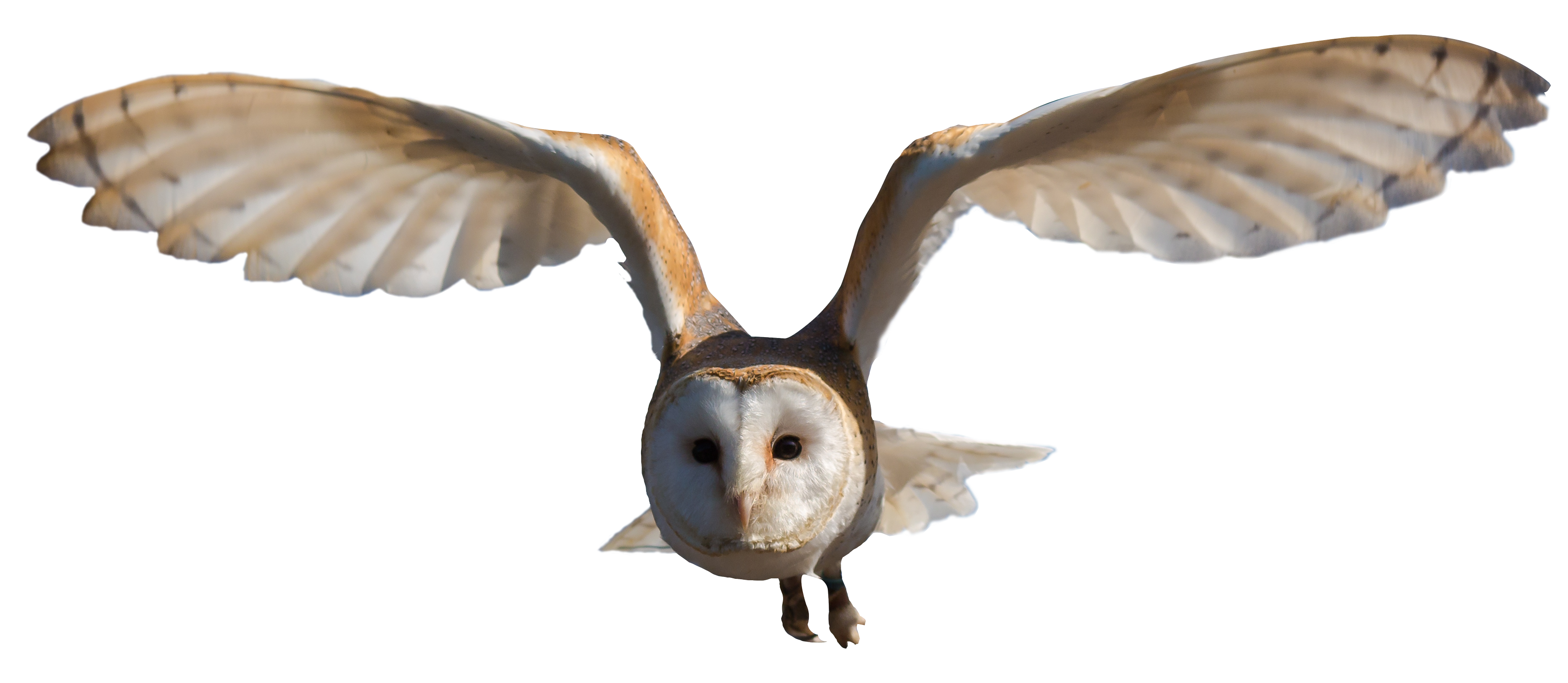 Owl PNG HD Images pngteam.com