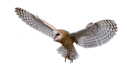 Owl PNG HQ Image - Owl Png