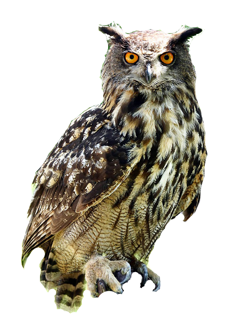 Owl PNG HD Image pngteam.com