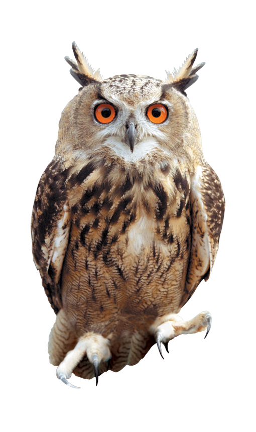 Owl PNG HD pngteam.com