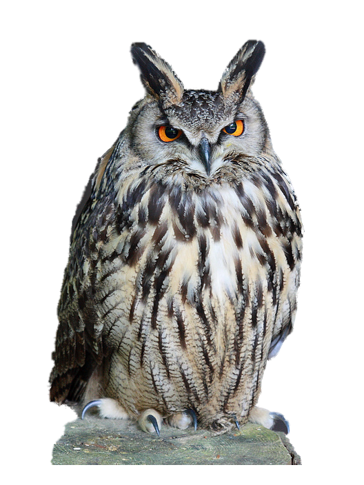 Owl PNG Images - Owl Png