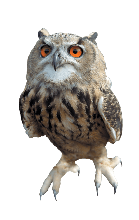 Owl PNG Image in Transparent - Owl Png