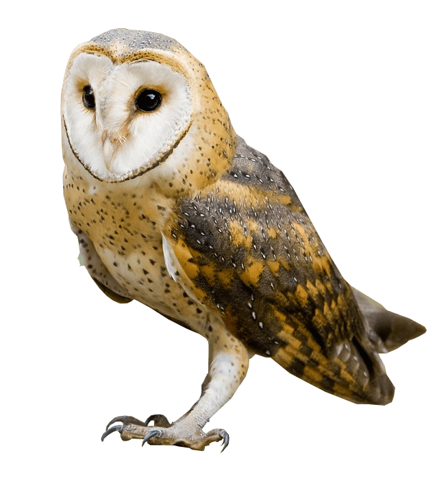 Owl PNG HD pngteam.com