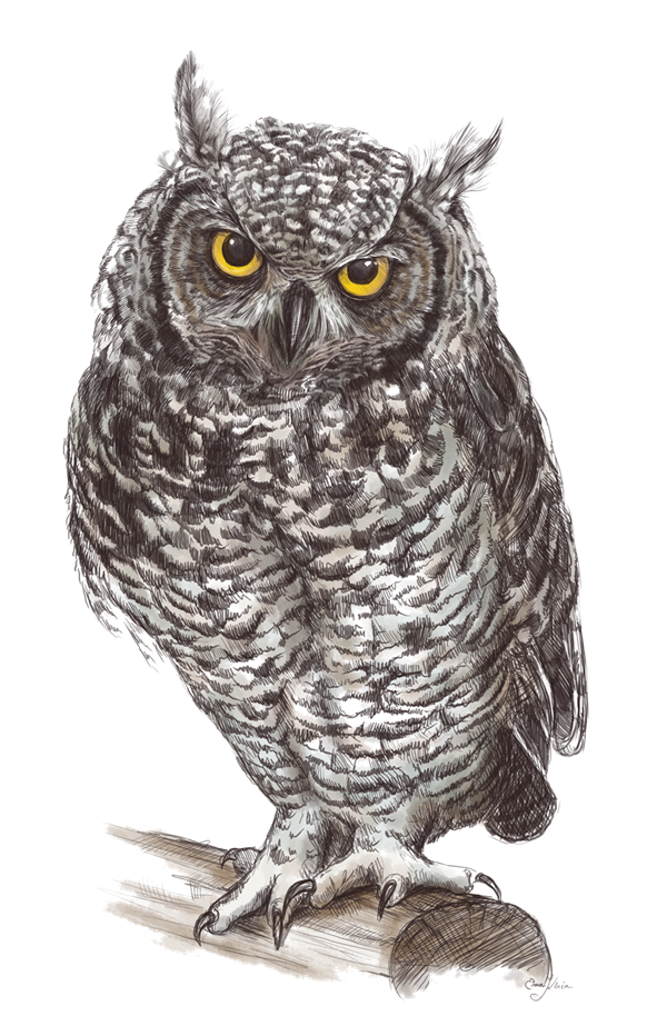 Owl PNG Image in High Definition - Owl Png