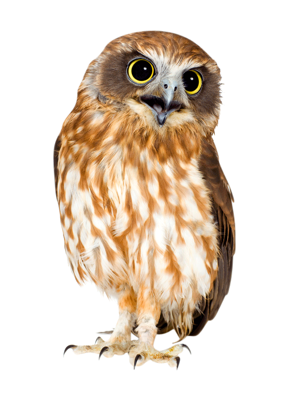 Owl PNG Images - Owl Png