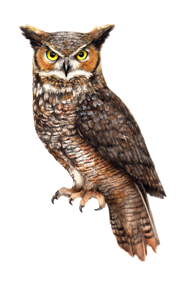 Owl PNG Image in Transparent pngteam.com