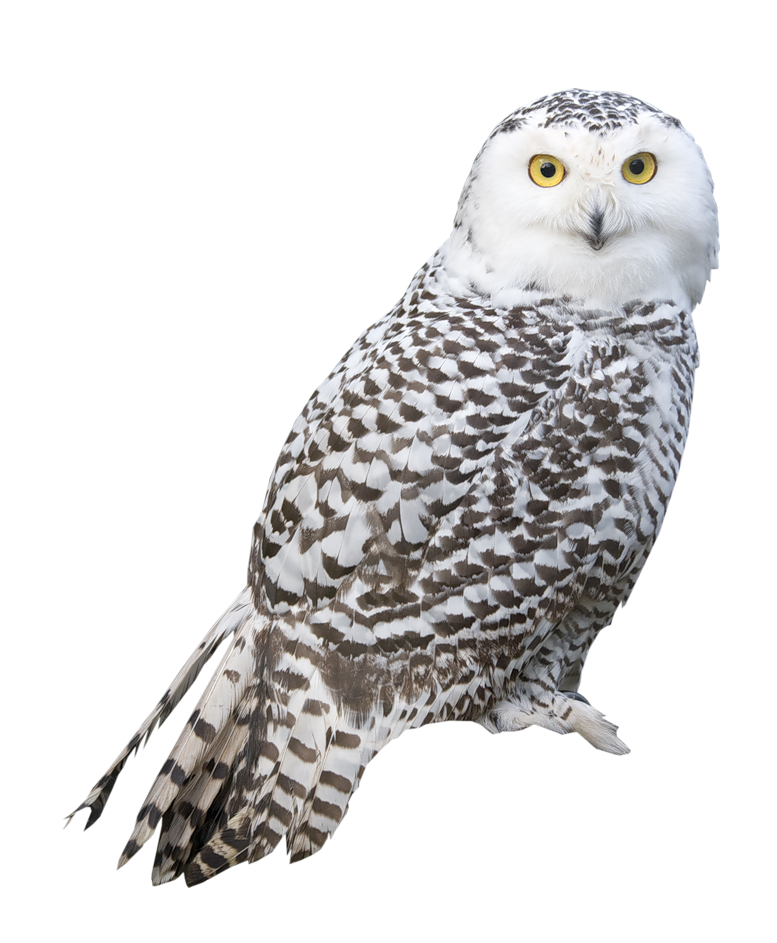 Owl PNG HD File