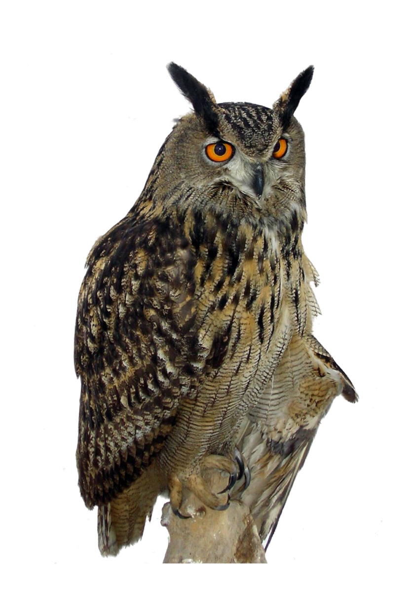 Owl PNG Transparent