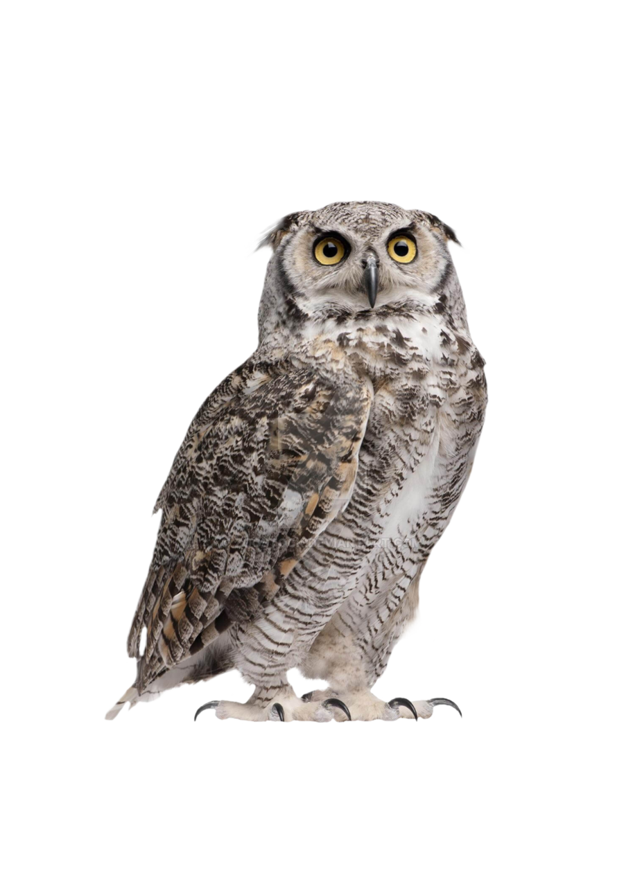 Owl PNG in Transparent pngteam.com