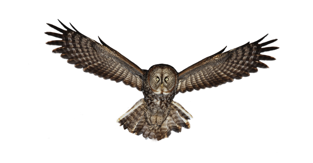 Owl PNG HD Images pngteam.com