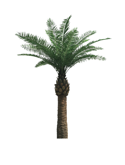 Date Palm Tree Png pngteam.com