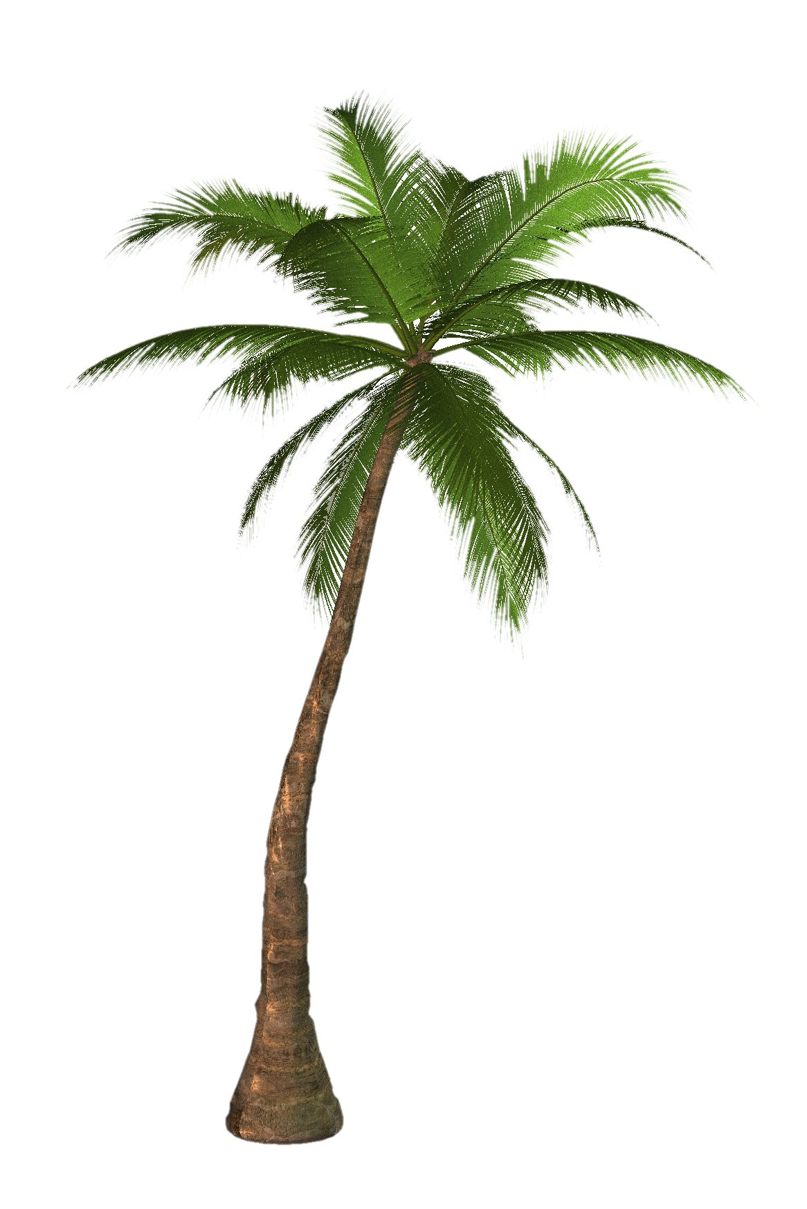 Palm Tree PNG HD Images