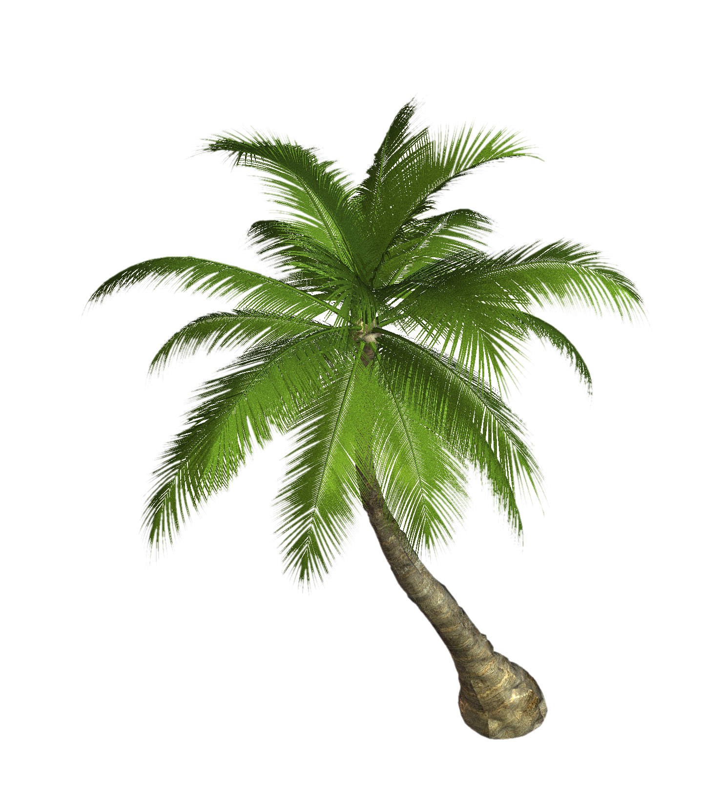 Palm Tree PNG Best Image