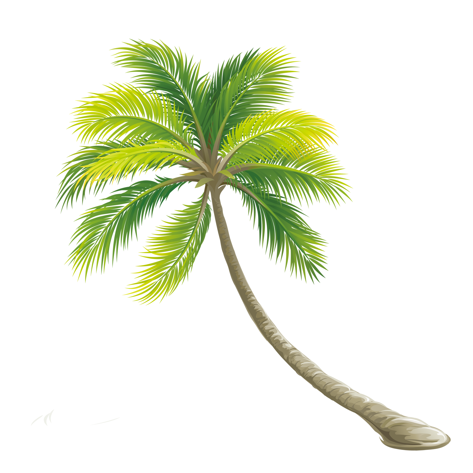 Palm Tree PNG HD and Transparent