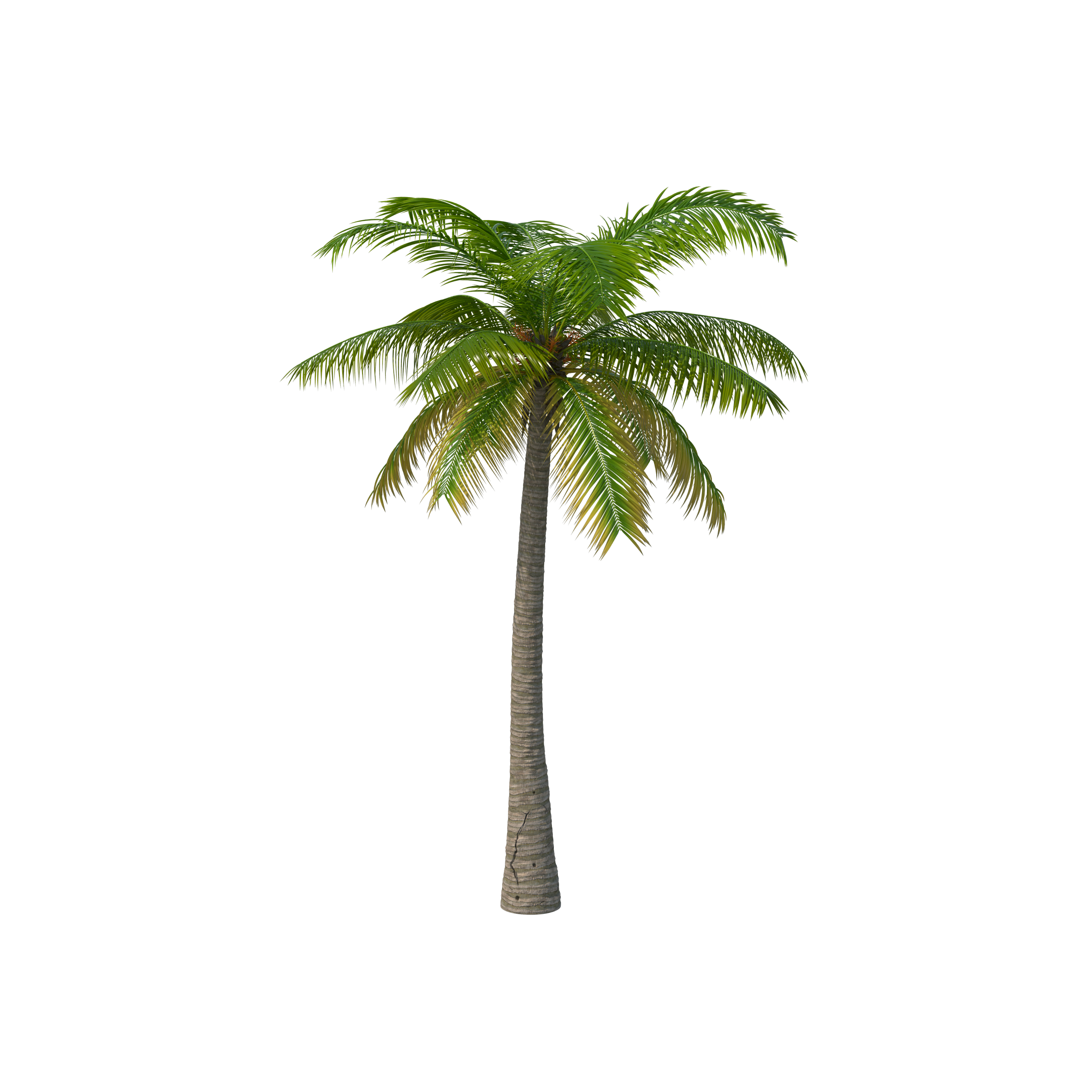 Palm Tree PNG HD Image pngteam.com