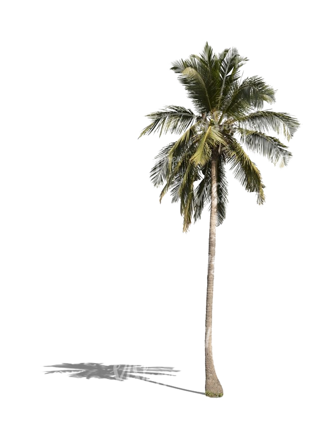 Palm Tree PNG Transparent - Palm Tree Png