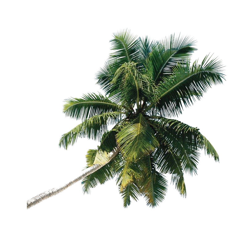 Green Palm Tree PNG in Transparent pngteam.com