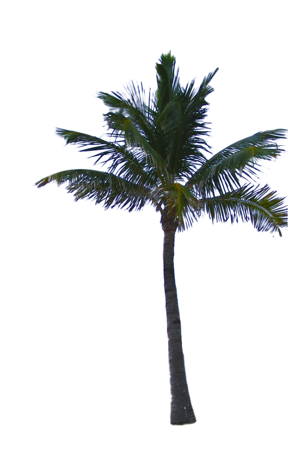 Palm Tree PNG in Transparent pngteam.com