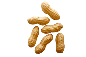 Peanut PNG Image in Transparent - Peanut Png