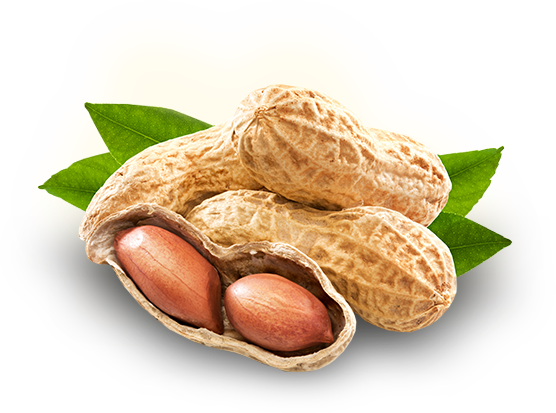 Peanut PNG - Peanut Png