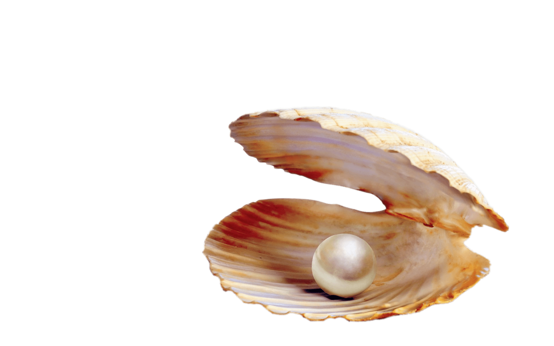 Pearl in Shell PNG HD Image pngteam.com