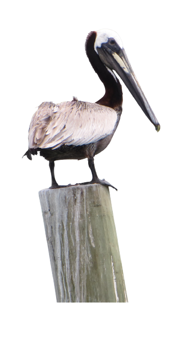 Pelican PNG HD Images - Pelican Png