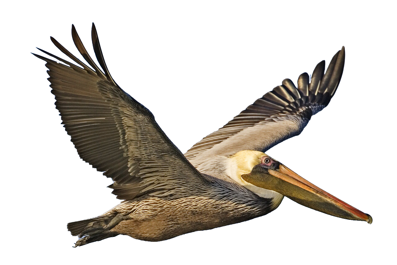 Pelican Bird PNG HD