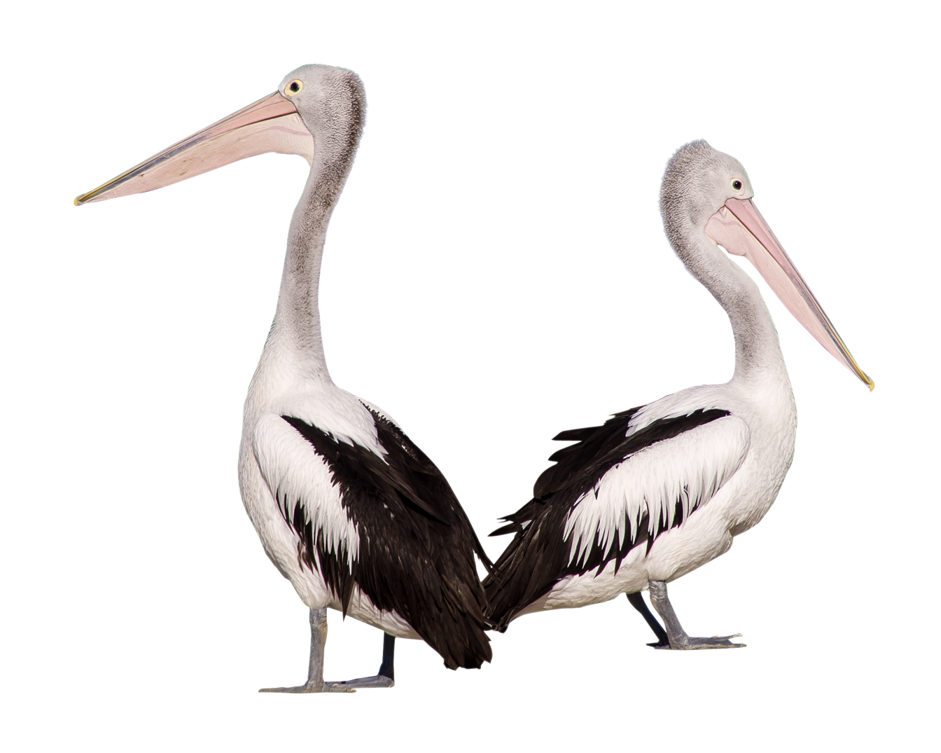 Two Pelicans PNG HD