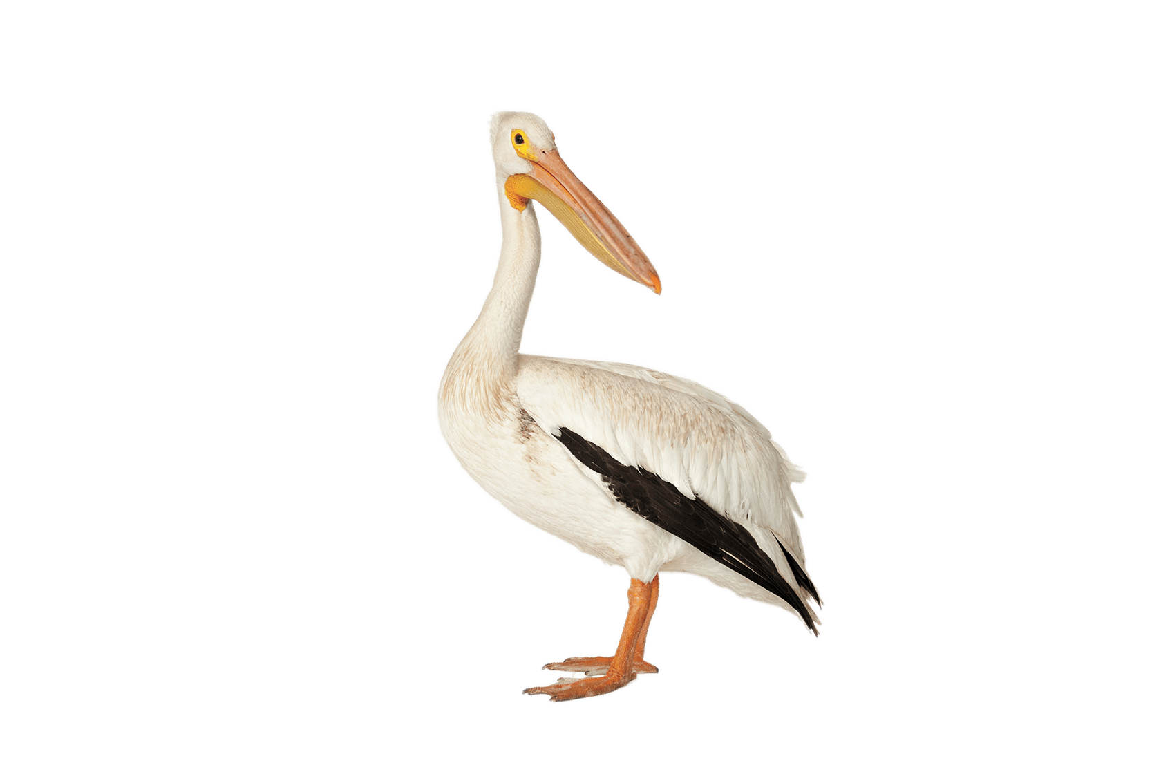 Pelican PNG Transparent pngteam.com