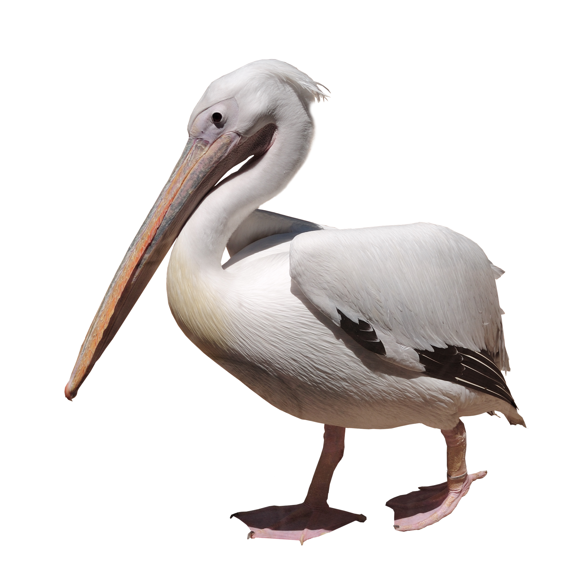 Pelican PNG HD and HQ Image pngteam.com