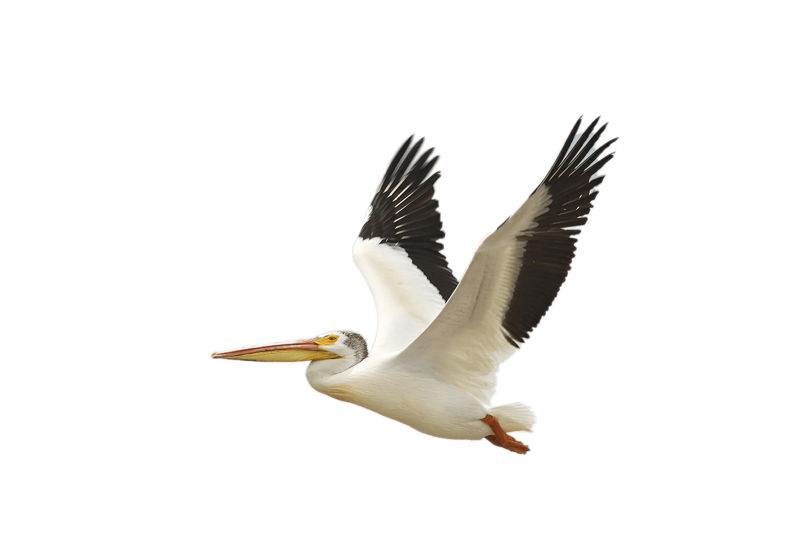 Pelican PNG HD Image pngteam.com